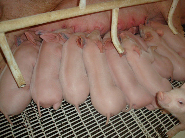 种猪养殖，种猪繁殖场，种猪养殖场晨晖牧业