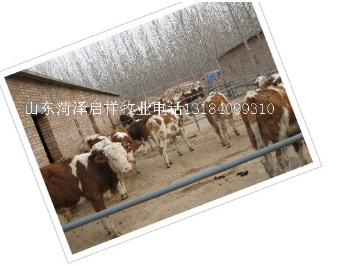 濮阳养牛场漯河养牛基地三门峡肉牛养殖场