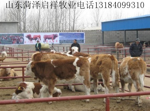 焦作养牛场鹤壁养牛基地新乡肉牛养殖场
