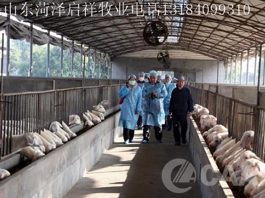 焦作养牛场鹤壁养牛基地新乡肉牛养殖场