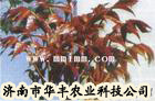 红油香椿种子