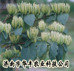 金银花苗