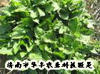牧草种子 串叶松香草种子