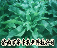 高产牧草种子-俄罗斯饲料菜种子