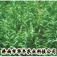 意大利黑麦草种子