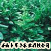 牧草新秀--菊苣种子