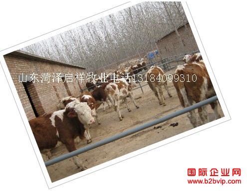 中国最大的养牛基地河南鹤壁肉牛养殖场