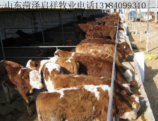 湖北肉牛犊价格养肉牛犊怎么样