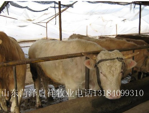 安徽肉牛价格江西大型养牛基地
