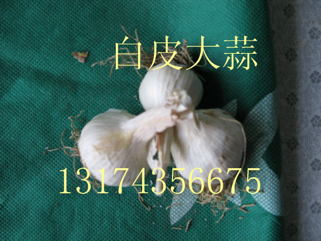 供应毛葱（珠葱）、东北大蒜、萝卜