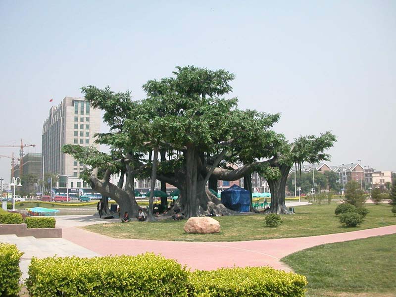 仿真榕树、华盛顿保鲜棕榈树、大皇椰、仿真海藻树、老人葵