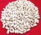 白芸豆提取物