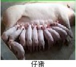 １３２１８９３１３３３急需大量出售