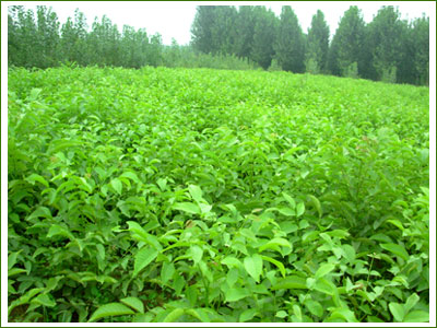 供应核桃苗 山楂苗 苹果苗 杏树苗 杜仲树