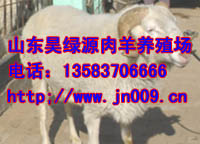 波尔山羊放牧饲养成本低肉羊品种齐全昊绿源牧业