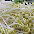 豆芽机 小型豆芽机 生豆芽机器 豆芽机价格 全自动豆芽机