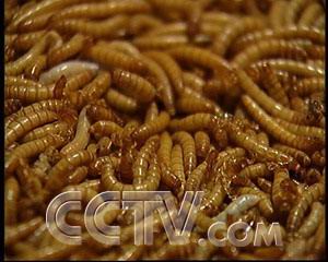 上海黄粉虫/上海种虫/上海优质黄粉虫