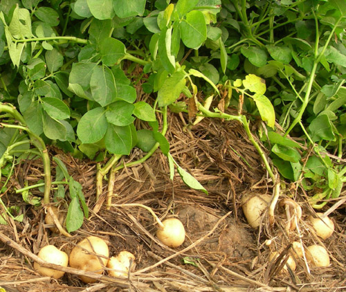 坝薯10土豆种子