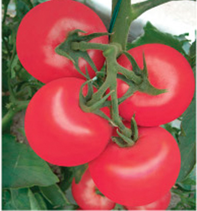 齐达利西红柿种子