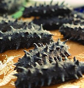 三山浦冻干海参、盐渍海参、即食海参诚招代理