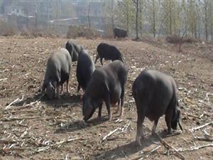 济南老家农场黑猪养殖——品质放心