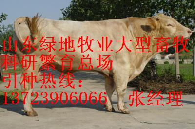 中国养牛厂，中国大型养牛场