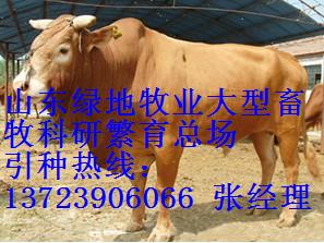 南方养牛厂，南方大型养牛场