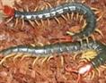 供应上海蝎子，蜈蚣，黄粉虫养殖技术