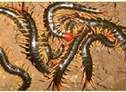 供应上海伊梦优质蝎子，蜈蚣，黄粉虫种虫