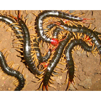 上海黄粉虫黄粉虫蜈蚣蝎子养殖效益分析黄粉虫蜈蚣蝎子养殖前景