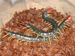 上海黄粉虫黄粉虫，蜈蚣，蝎子收购公司|上海黄粉虫黄粉虫