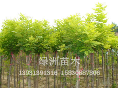 绿洲供应金叶白蜡