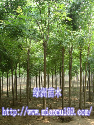 绿洲优质速生白蜡