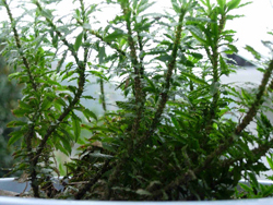 供应千层塔提取物--石衫碱甲