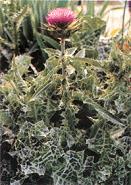 供应水飞蓟提取物--水飞蓟素