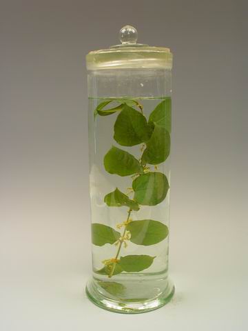 供应虎杖提取物--白藜芦醇、虎杖甙