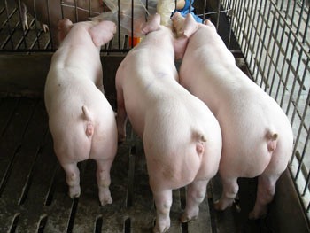 瘦肉型仔猪繁育基地江苏联邦养猪场出售仔猪