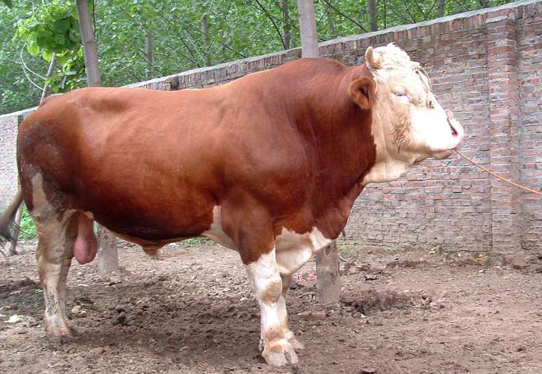 黑龙江肉牛养殖基地-肉牛价格-中国肉牛养殖网