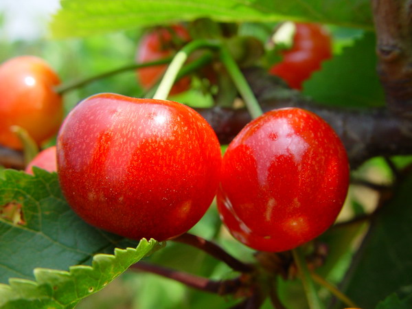 大连采摘樱桃｜大连樱桃采摘｜大连樱桃