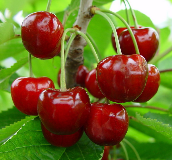 大连樱桃采摘园｜大连樱桃采摘｜大连樱桃