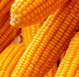 长期批发出售大量玉米
