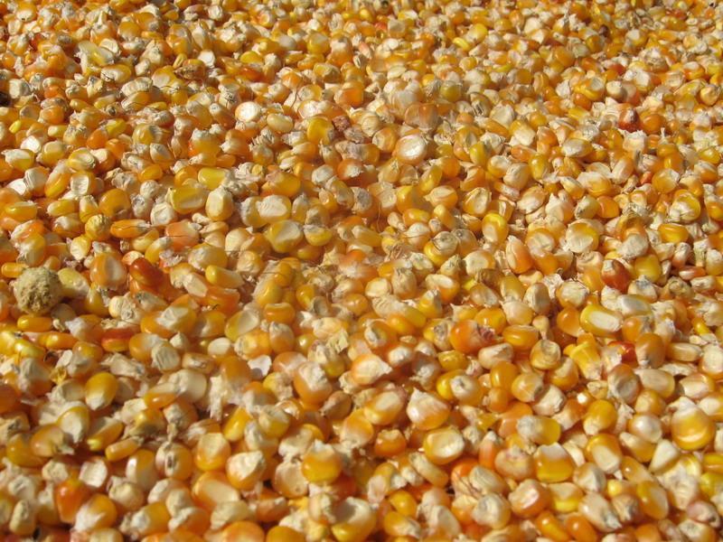 天惠养殖常年现款求购玉米,小麦,大麦,大豆,高粱
