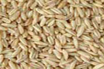 五杰大量收购玉米大米大麦小麦