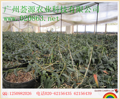 发展铁皮石斛需团结各方力量广州荟源农业科技有限公司金银花