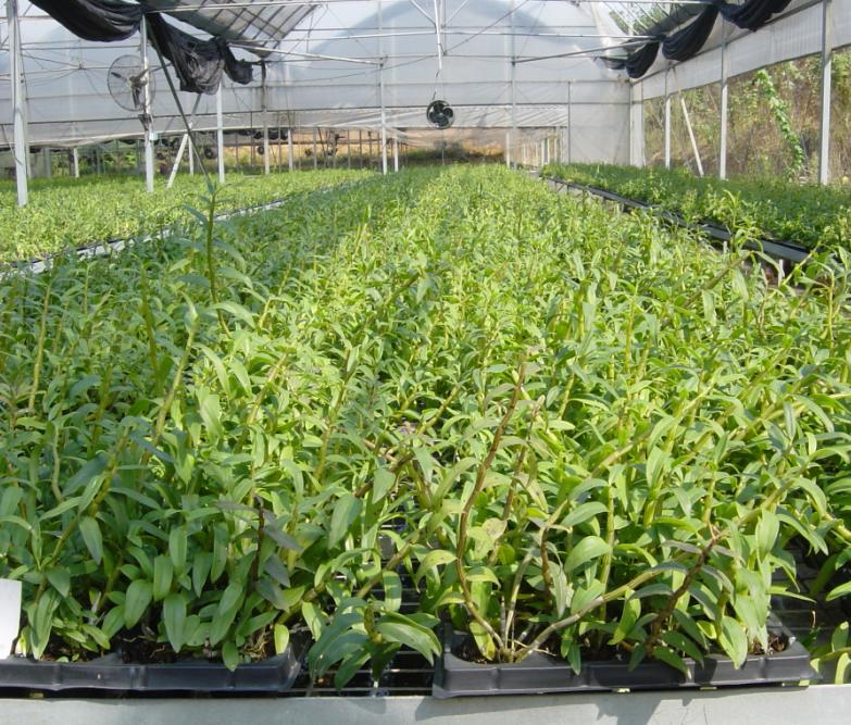 广州荟源农业科技有限公司力推铁皮石斛和金银花种植