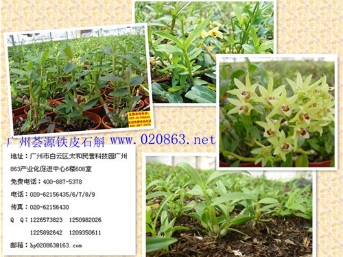 广州荟源农业科技有限公司的铁皮石斛适合在农村开展种植