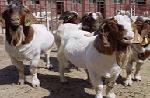 供应肉羊杜泊绵羊波尔山羊小尾寒羊羔羊种羊养羊技术恒达牧业