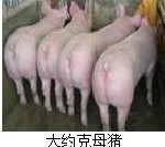 15366972888急需大量出售
