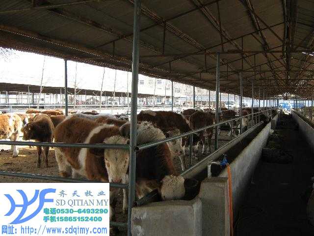 甘肃适合养殖什么肉牛品种，哪里有卖改良肉牛小肉牛崽的