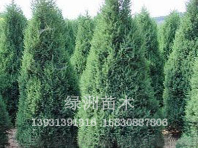 绿洲为您提供优质的望都塔桧